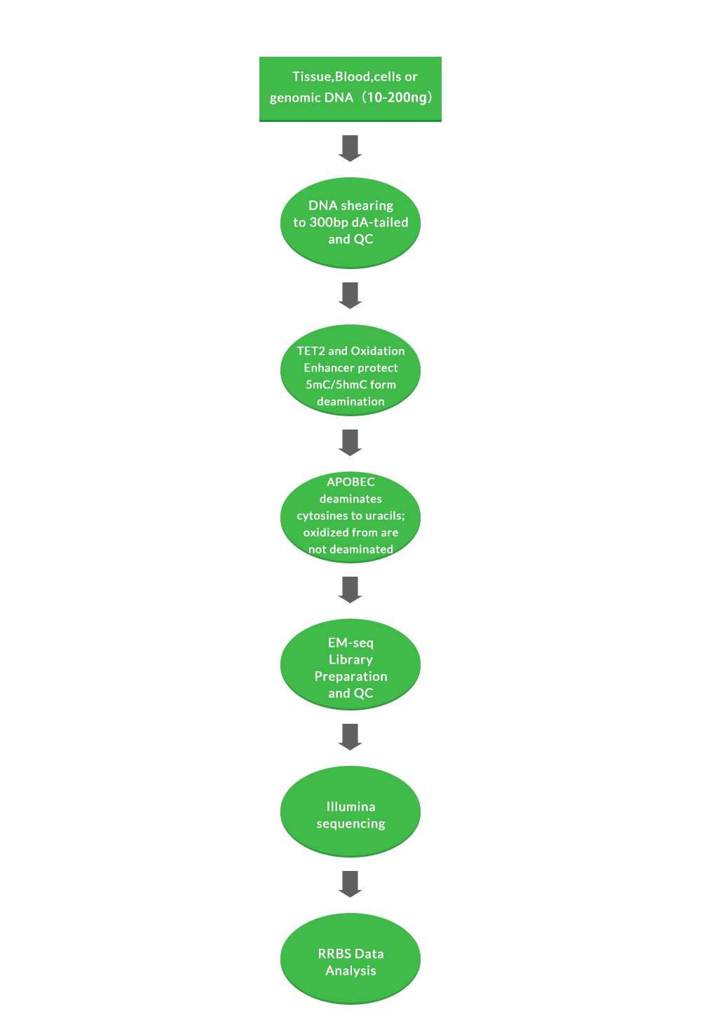 ChIP Sequencing (ChIP-Seq) Service