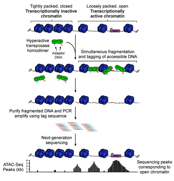 ATAC-seq service