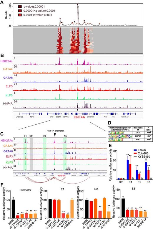 Lineage-specific epigenomic and genomic activation of oncogene HNF4A promotes gastrointestinal adenocarcinomas