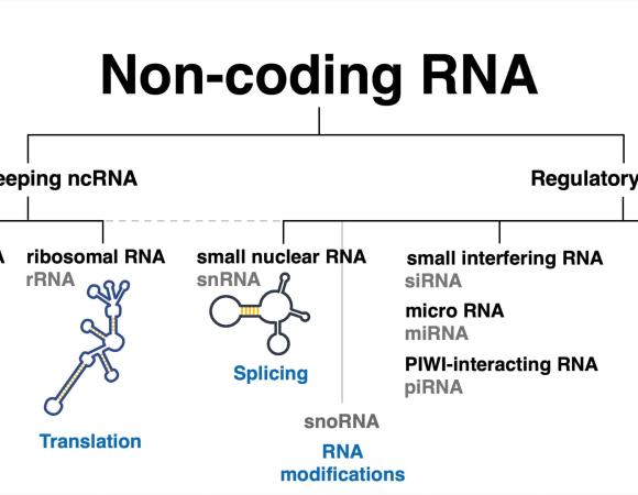 Non-Coding RNA Sequencing