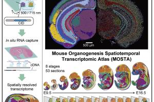 Tips to Guarantee Success in Next-Generation Sequencing in Biological and Medical Studies