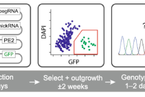 Prime editing restores function of genetic defects in patient-derived organoids