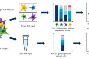 Single-Cell RNA Sequencing vs. Bulk RNA Sequencing: Differences and Applications