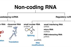 Non-Coding RNA Sequencing