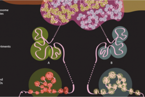 Core transcriptional regulatory circuitries in cancer