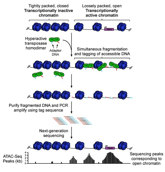 ATAC-seq workflow Quick Biology.jpg