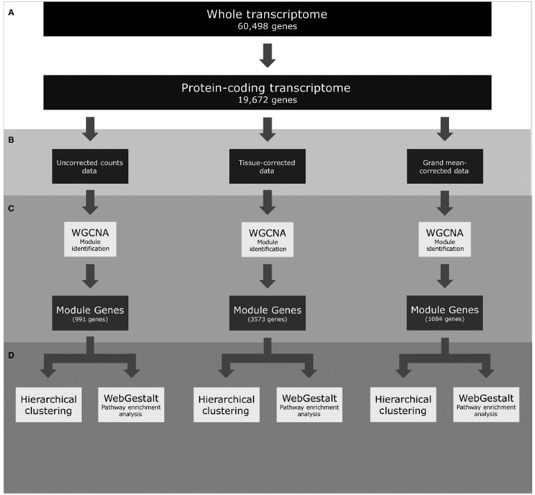 F I G U R E 1 A flowchart depicting the analyses used in this study.png