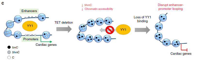 Fig-2-Tet protein mediated DNA hydroxymethylation.png