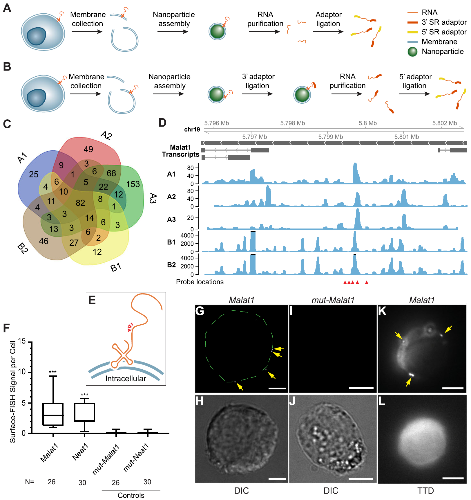 Fig. 1 Sequencing and validation of maxRNA from a cell line.png