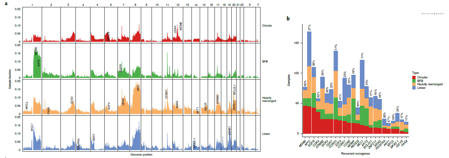 Fig. 2 Oncogene content and structural component of circular amplification.png