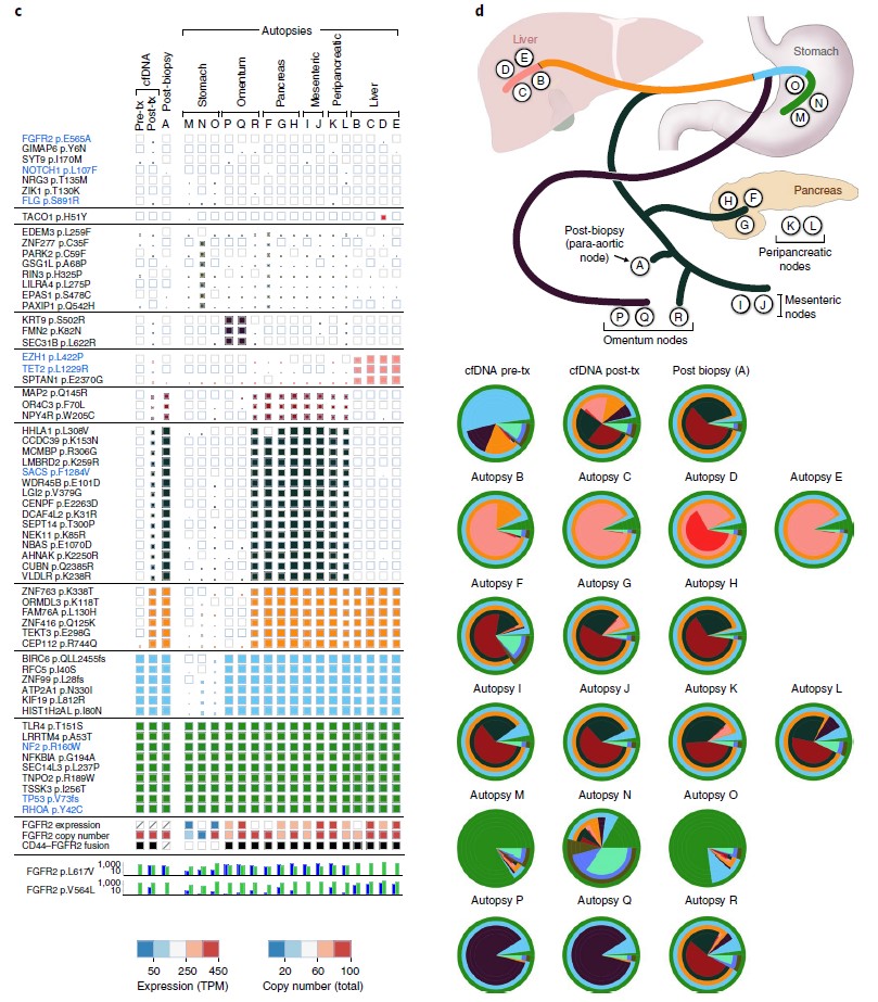 Fig. 2 Serial liquid biopsy and autopsy in a patient with FGFR2 fusion-positive gastric cancer (TPS177).jpg