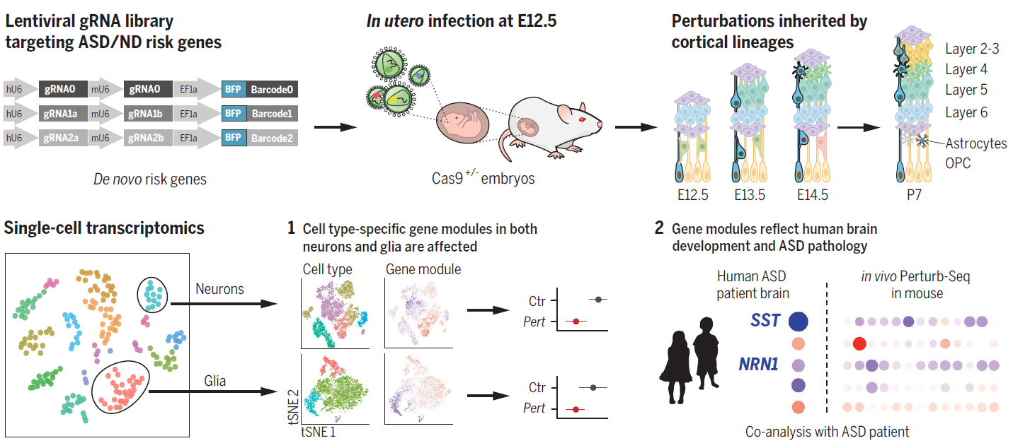 Figure 1  Schematic Diagram of in vivo Perturb-Seq in mouse model_0.png