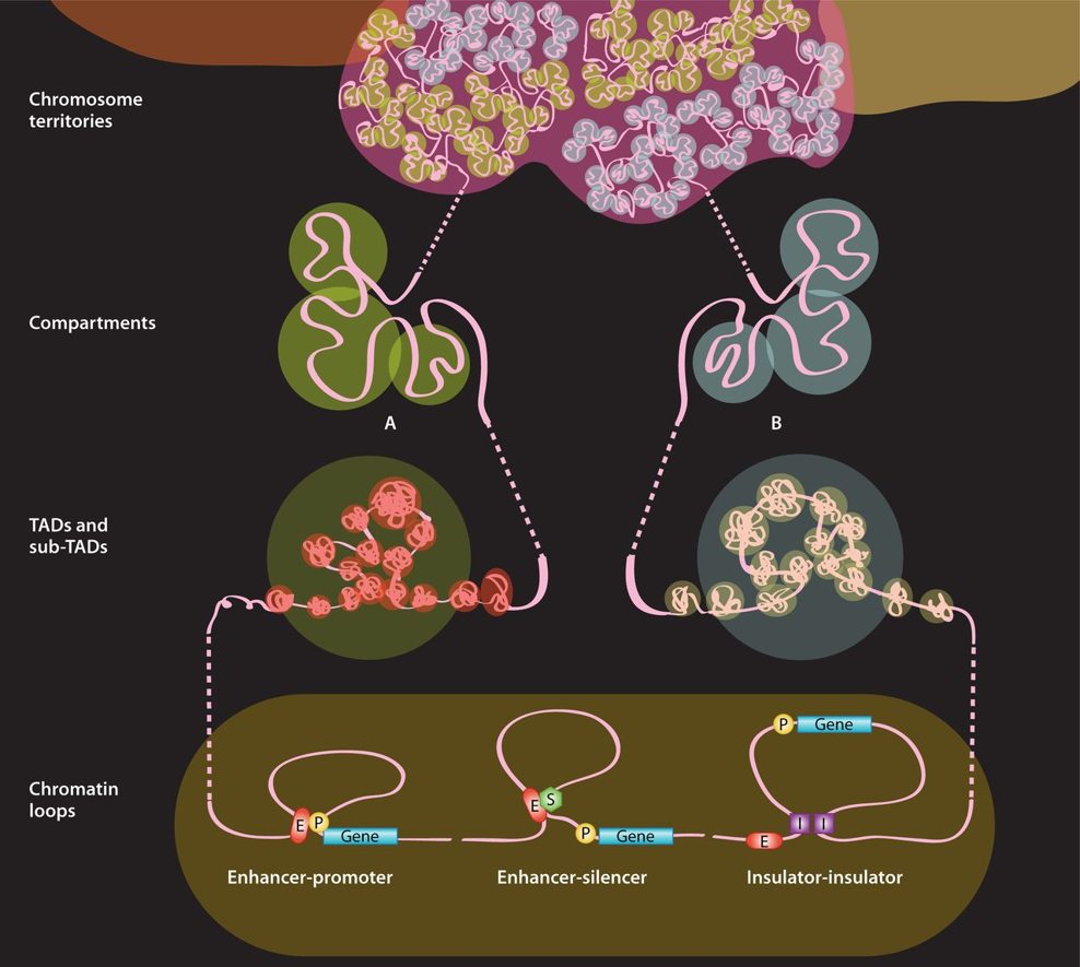 Figure 1 Chromatin organization across genomic scales.png