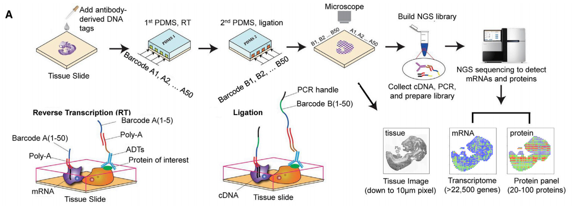 Figure 1 DBiT-seq workflow.png