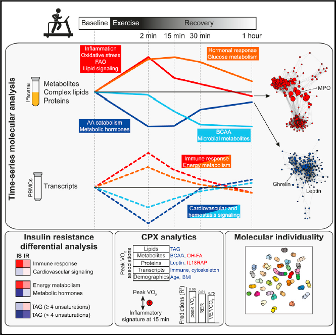 Figure 1 Graphical Abstract for molecular level study of acute exercise (ref1).png