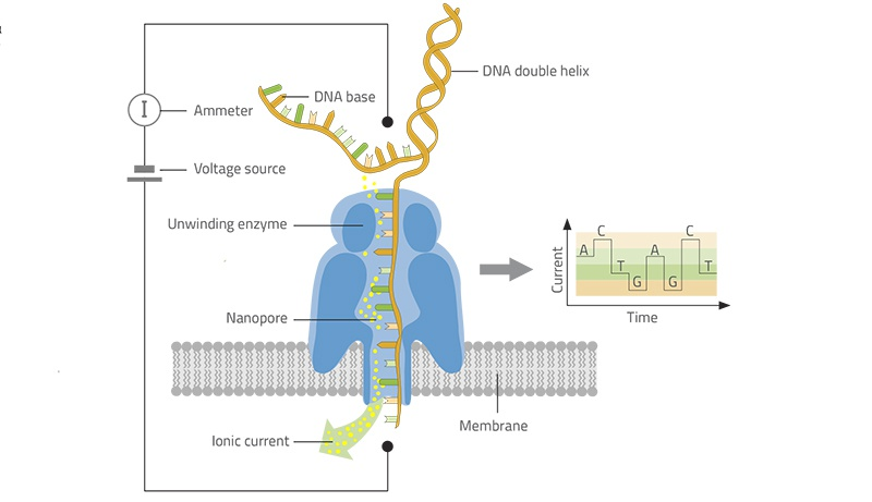 Figure 1 Illustration of the working principle of Nanopore sequencer.png