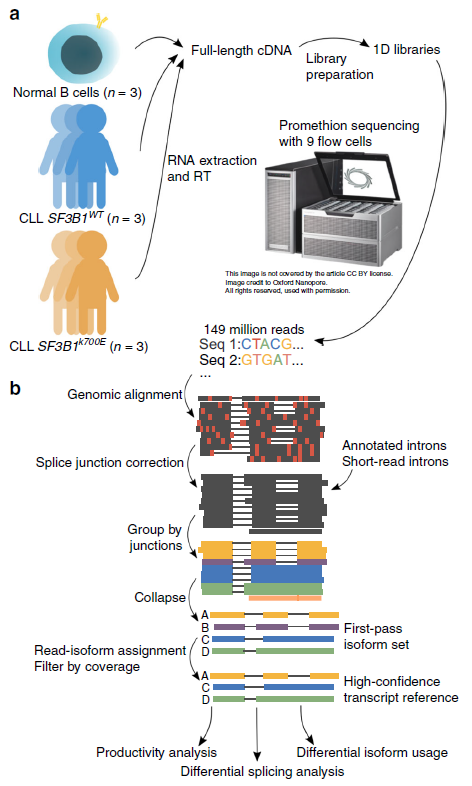 Figure 1 Long-read nanopore sequencing and FLAIR analysis pipeline._0.png