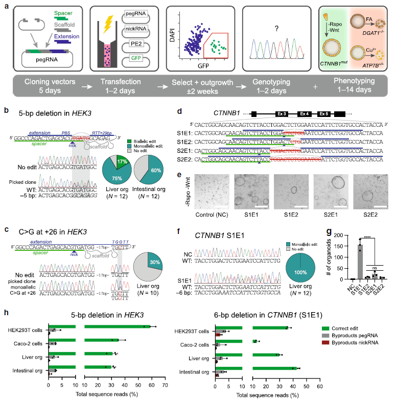 Figure 1 Prime editing efficiently creates deletions and point mutations in organoids.png