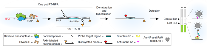 Figure 1 Schematic Diagram of eRPA method.png