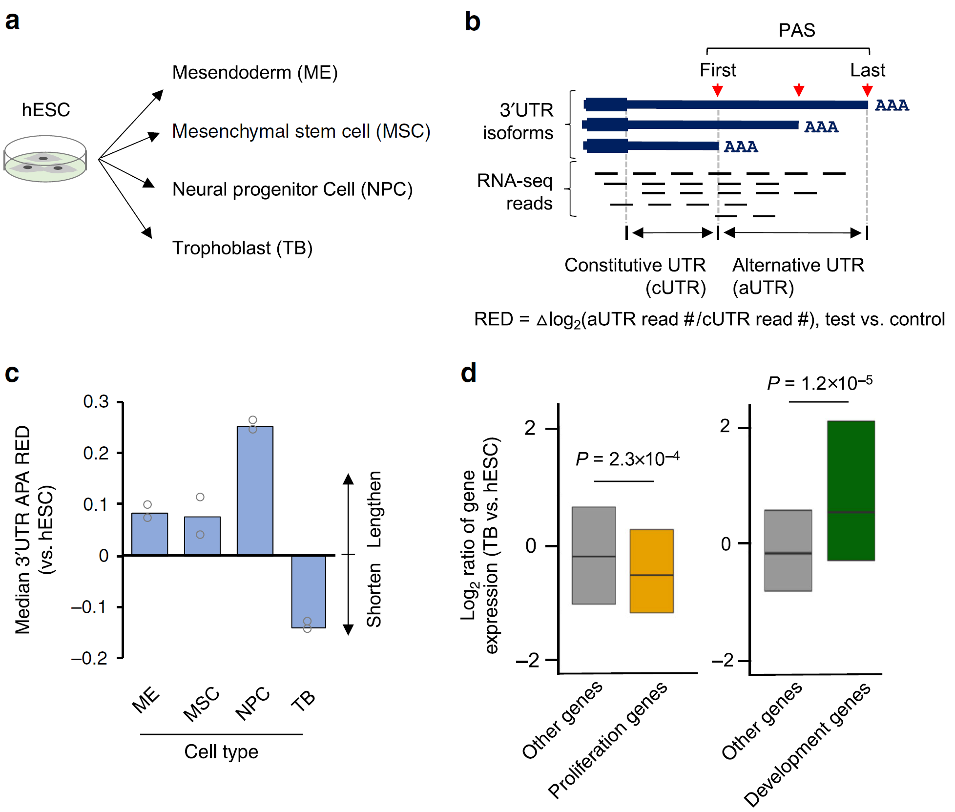 Figure 1 Trophoblast differentiation displays a unique APA profile.png