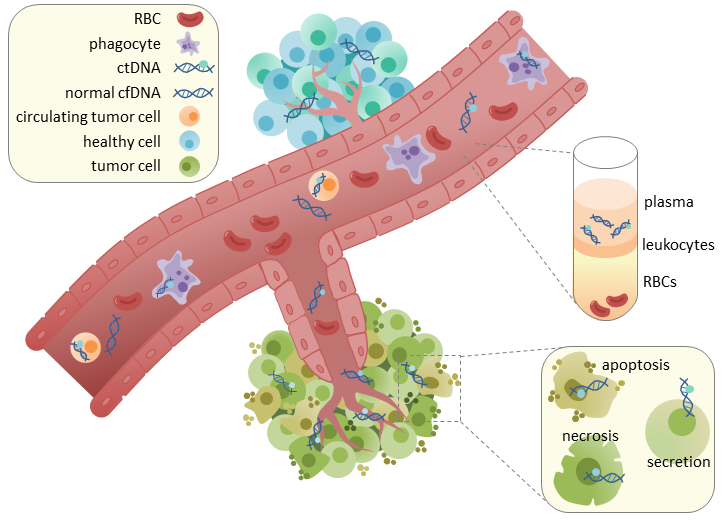 Figure 1 cfDNA or ctDNA in bloodstream_0.png