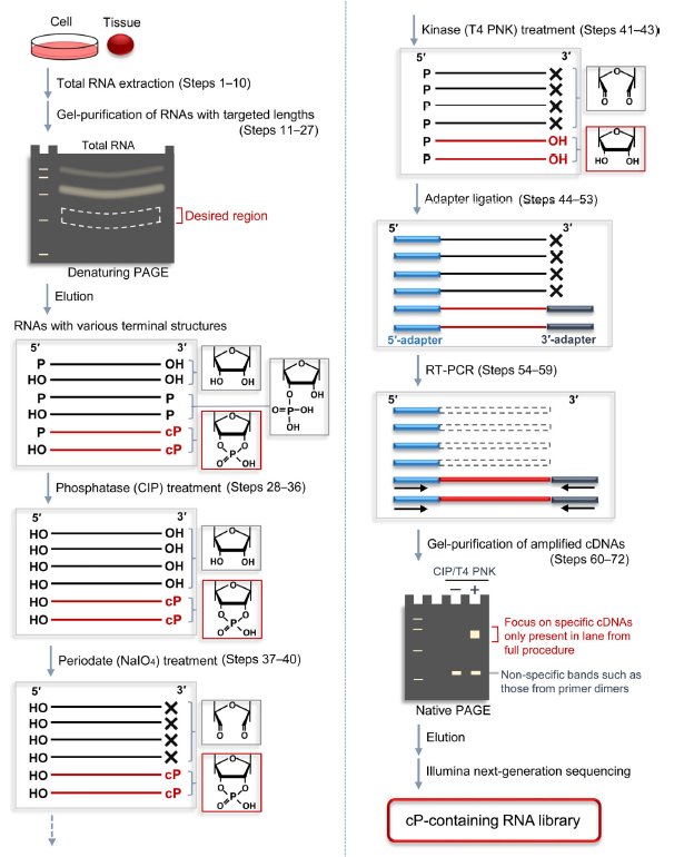 Figure 2 A schematic representation of the cP-RNA-seq procedure for selective amplification and sequencing of cP-containing RNAs.png