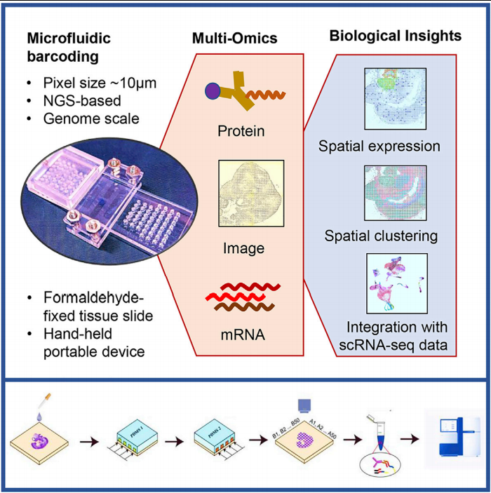 Figure 2 DBiT-seq potential applications .png