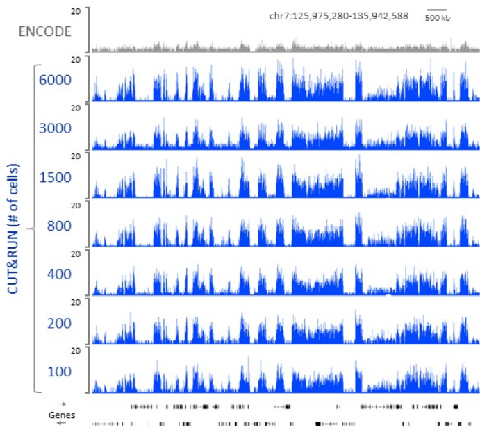 Figure 2 Higher resolution, lower cell number requirement using CUT&RUN protocol..png