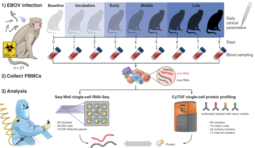 Figure 2 Non-human primate model to study Ebola-cell infection.png