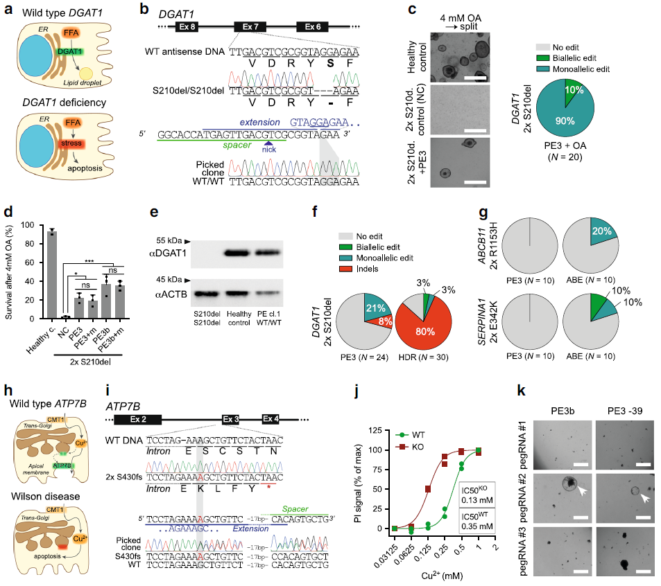 Figure 2 Prime editing functionally corrects disease-causing indel mutations in intestinal and liver organoids. .png