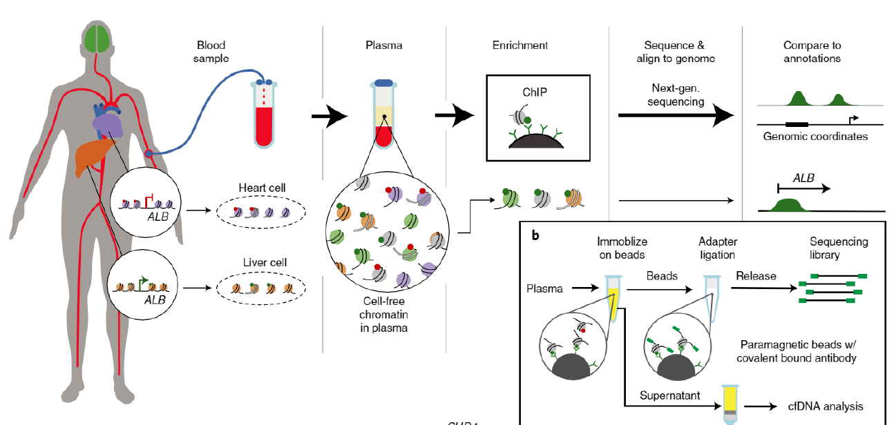 Figure 2 cfChIP-seq method outline_0.png