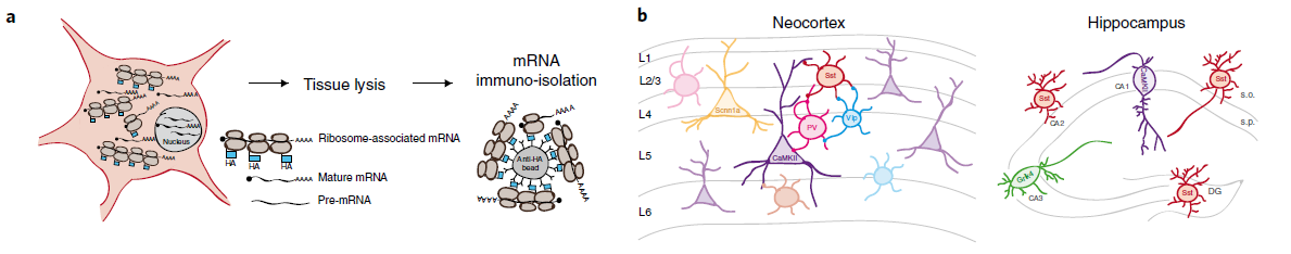 Figure 2(a) Schematic representation of Ribo TRAP pull down.png