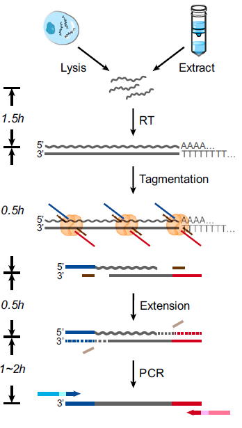 Figure 3  Workflow of SHERRY library preparation.png