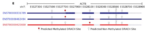 Figure 3 MINES provides m6A isoform-level resolution.jpg