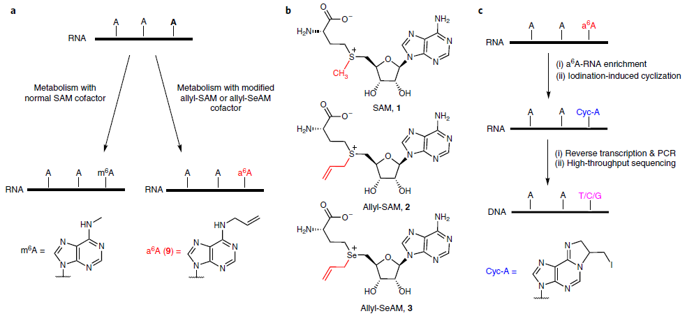 Figure 3 Schematic diagram of m6A-label-seq.png