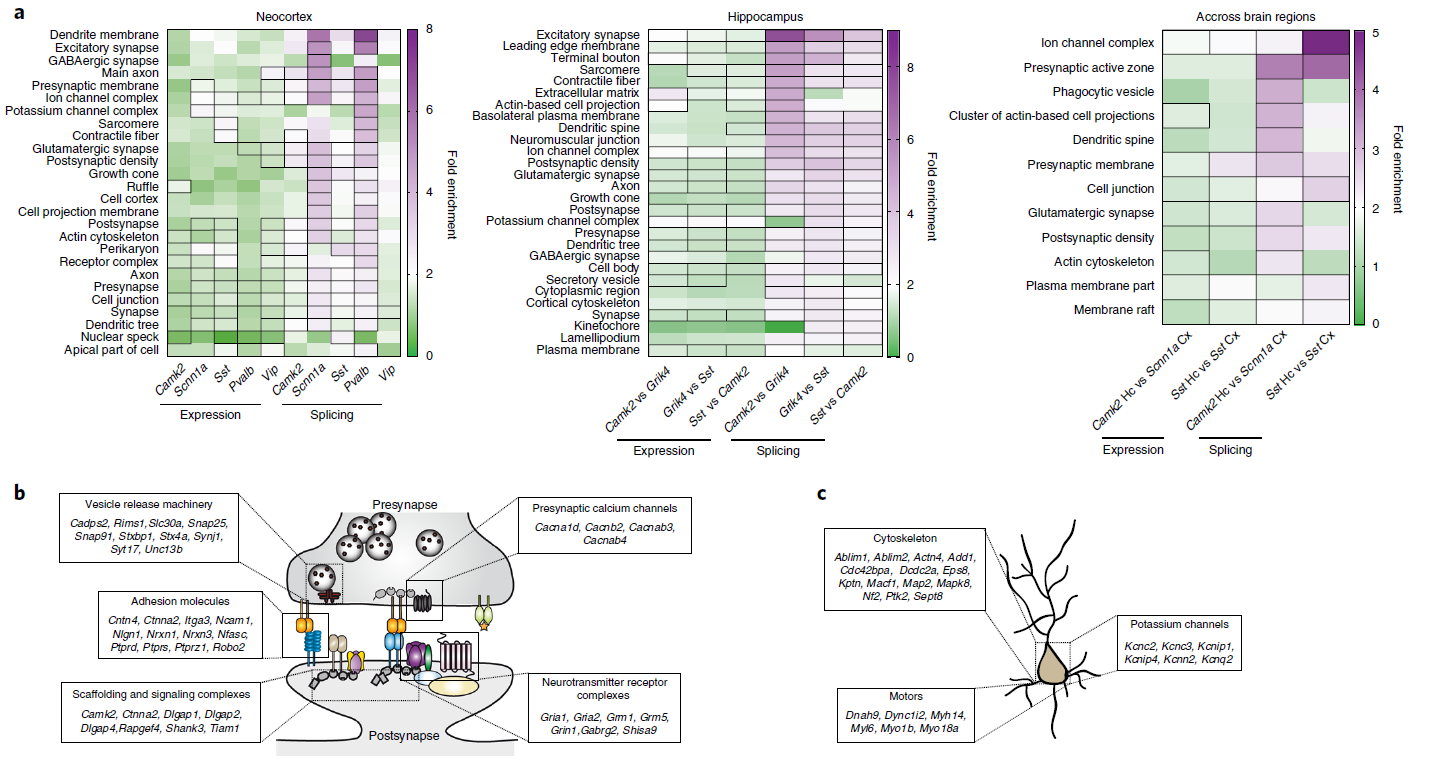 Figure 4 Alternative splicing programs are highly dedicated to the control of synaptic interactions and neuronal architecture.png