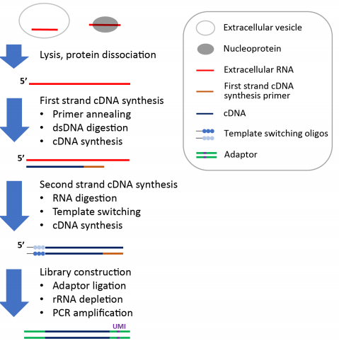 Flowchart of the SILVER-seq pipeline.png