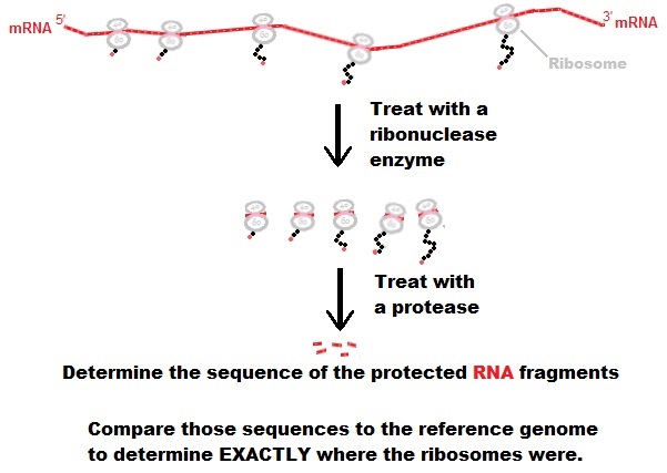 Ribosome Profile.jpg